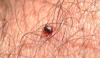 Insect Repellant